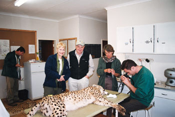 Mit Tierarzt auf Safari im Geparden Schutzzentrum in Südafrika